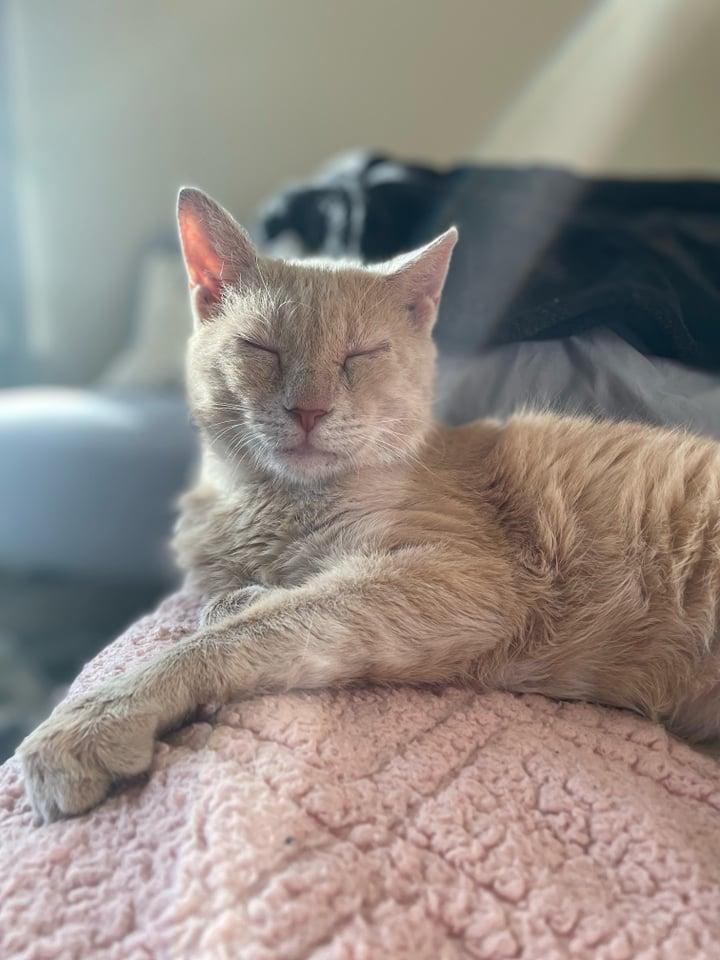 Callaghan, Adoptable, Senior Male Domestic Short Hair.