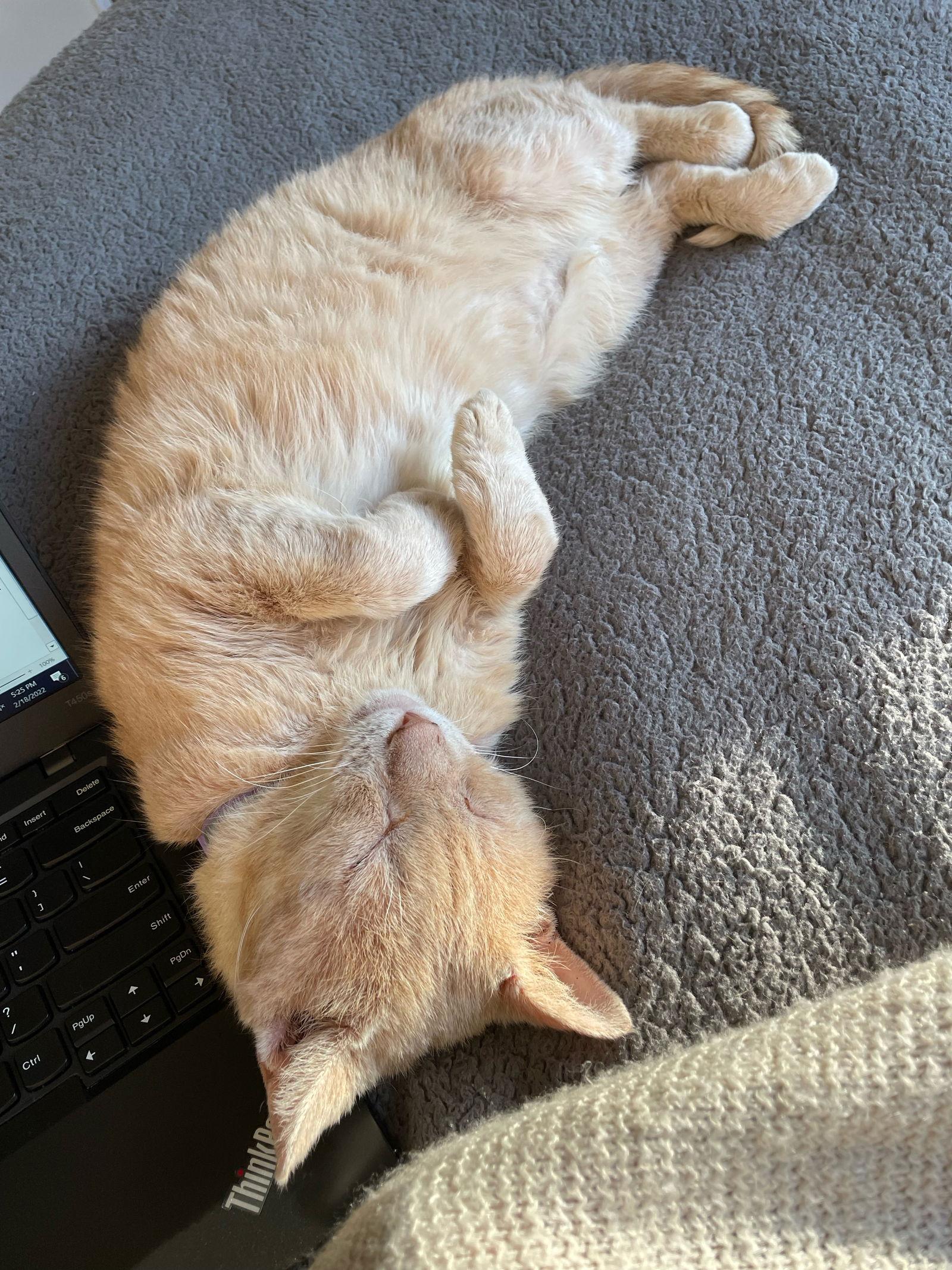 Enlarge Callaghan, a Adoptable Domestic Short Hair in Alpharetta, GA image 2/3