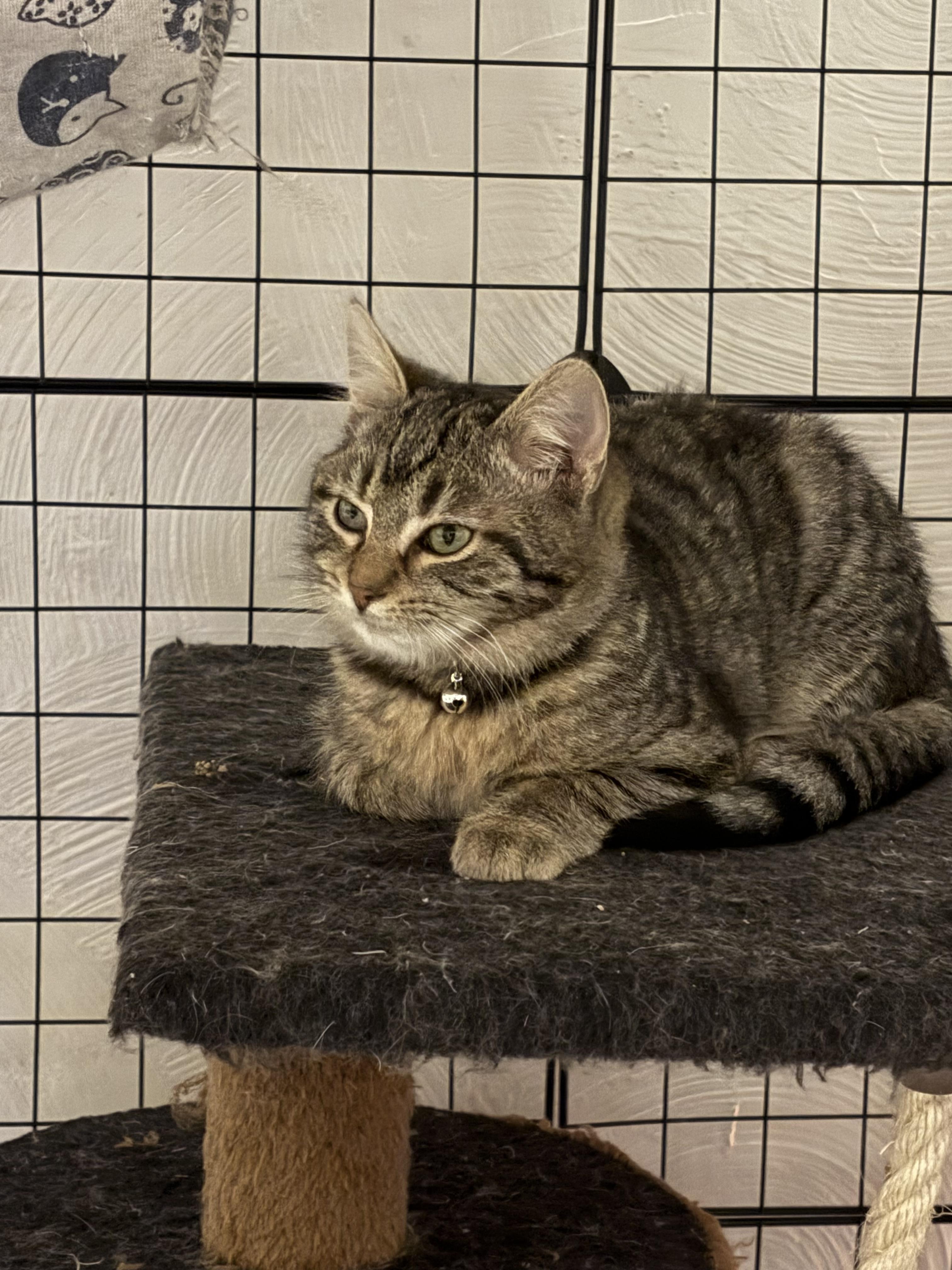 Howie, Adopted, Young Male Domestic Short Hair.