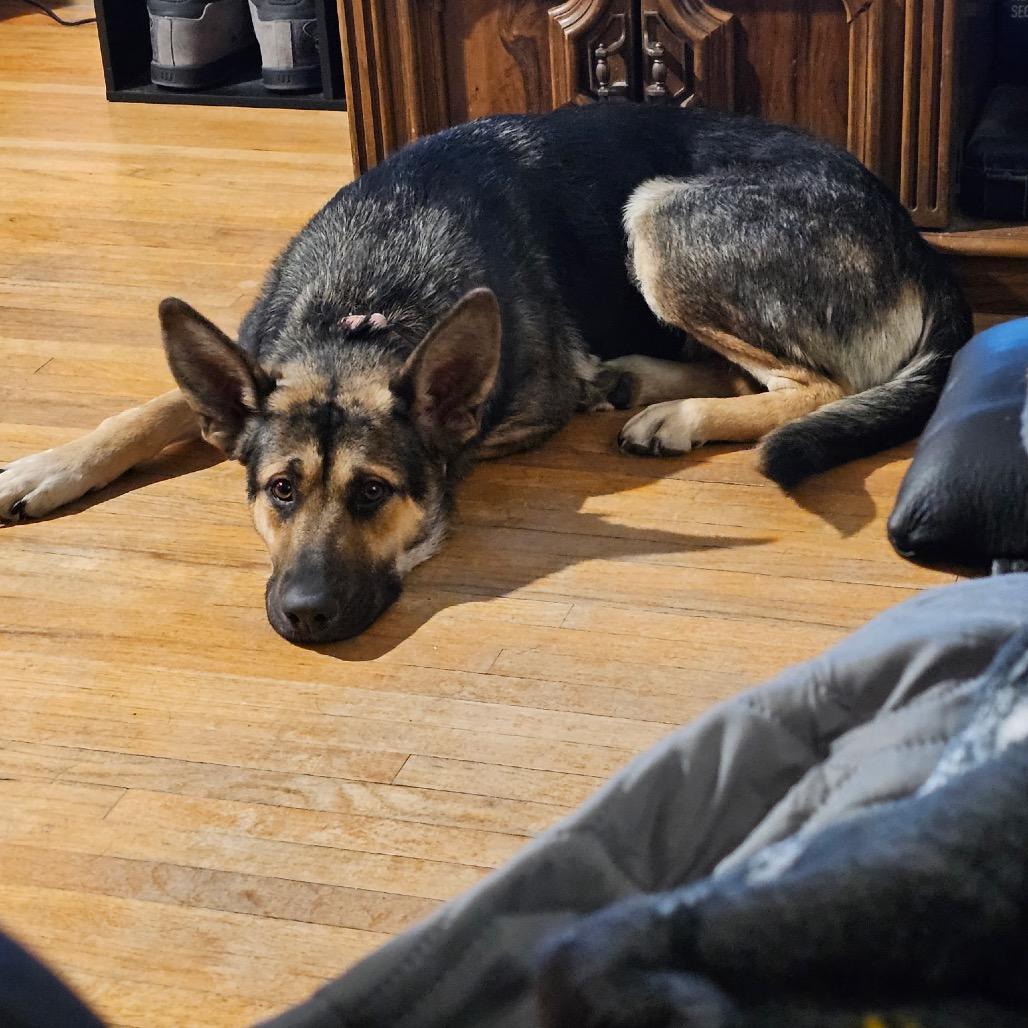 Ivy, a Adoptable Mixed Breed in Bismarck, ND image 1/6