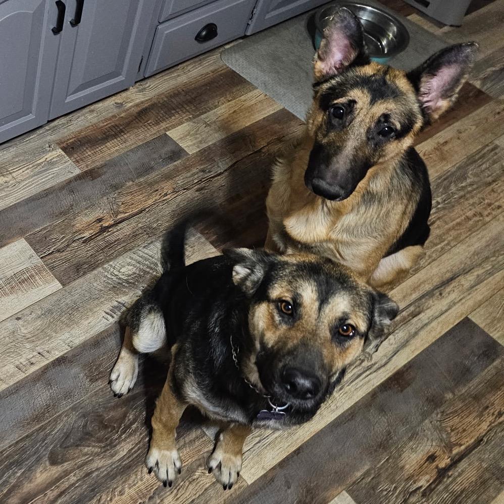 Ivy, a Adoptable Mixed Breed in Bismarck, ND image 3/6