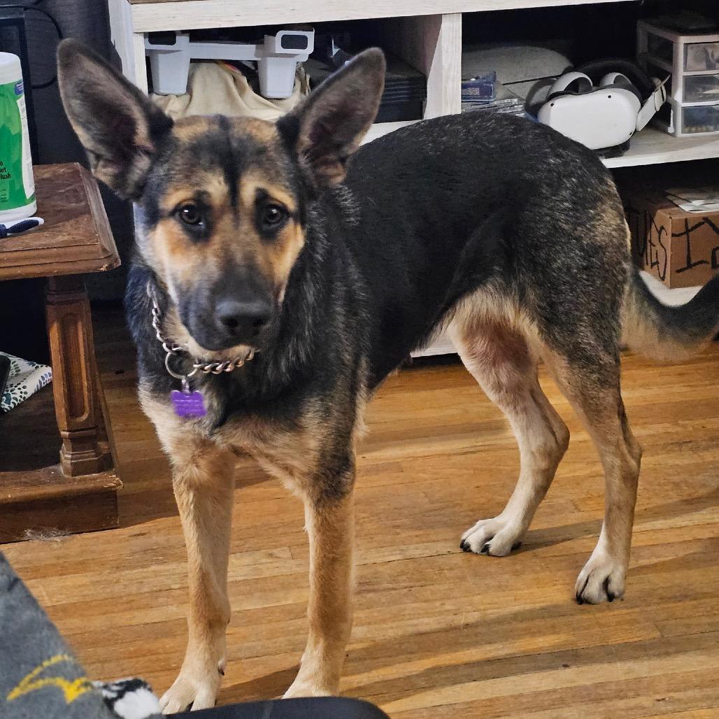 Ivy, a Adoptable Mixed Breed in Bismarck, ND image 4/6