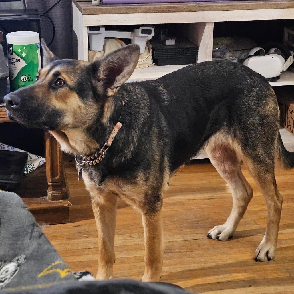 Ivy, a Adoptable Mixed Breed in Bismarck, ND image 5/6