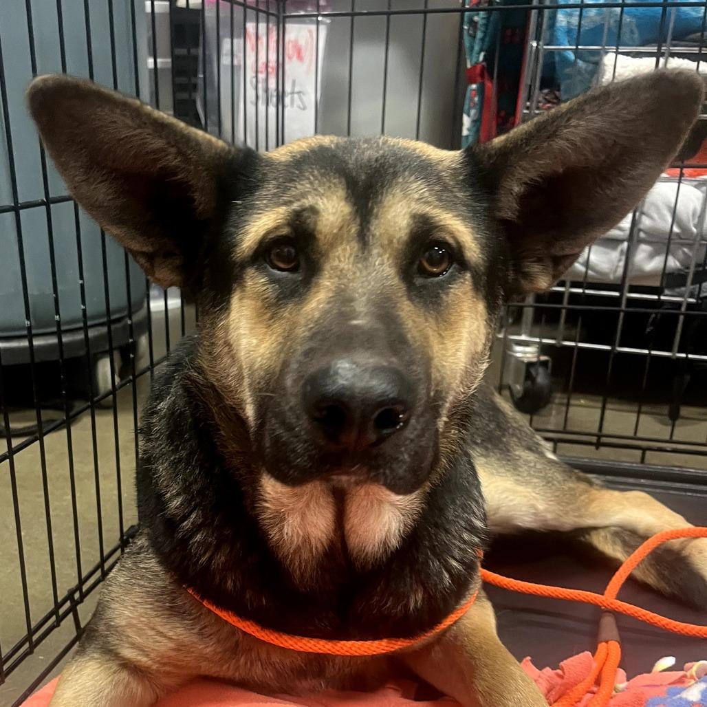 Ivy, a Adoptable Mixed Breed in Bismarck, ND image 6/6