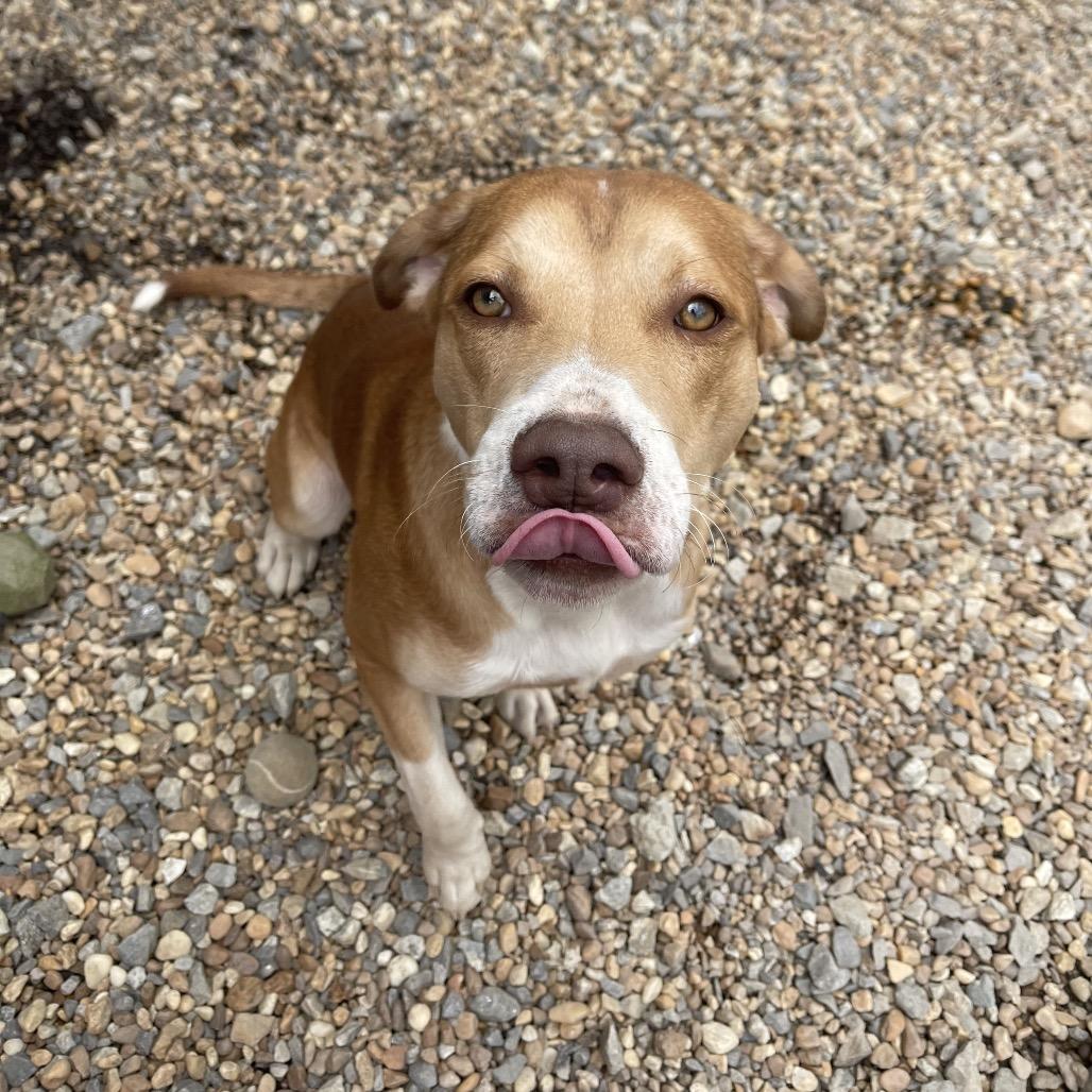 Farquad, Adoptable, Young Male American Staffordshire Terrier.