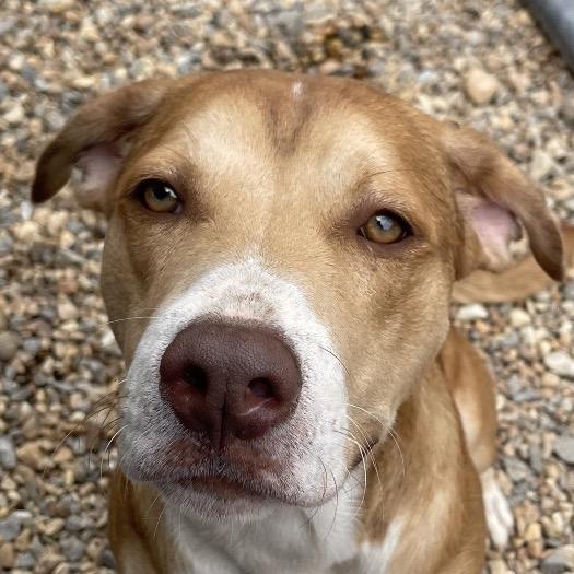 Farquad, a Adoptable American Staffordshire Terrier in Blairsville, GA image 2/6