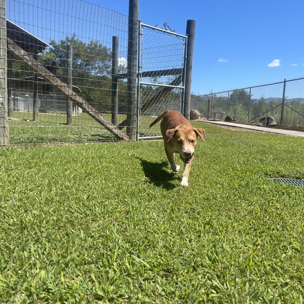 Farquad, a Adoptable American Staffordshire Terrier in Blairsville, GA image 3/6
