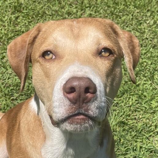 Farquad, a Adoptable American Staffordshire Terrier in Blairsville, GA image 4/6