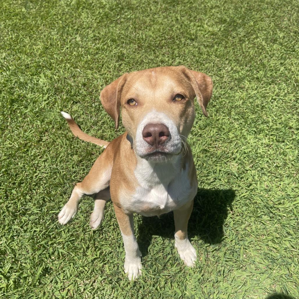 Farquad, a Adoptable American Staffordshire Terrier in Blairsville, GA image 5/6