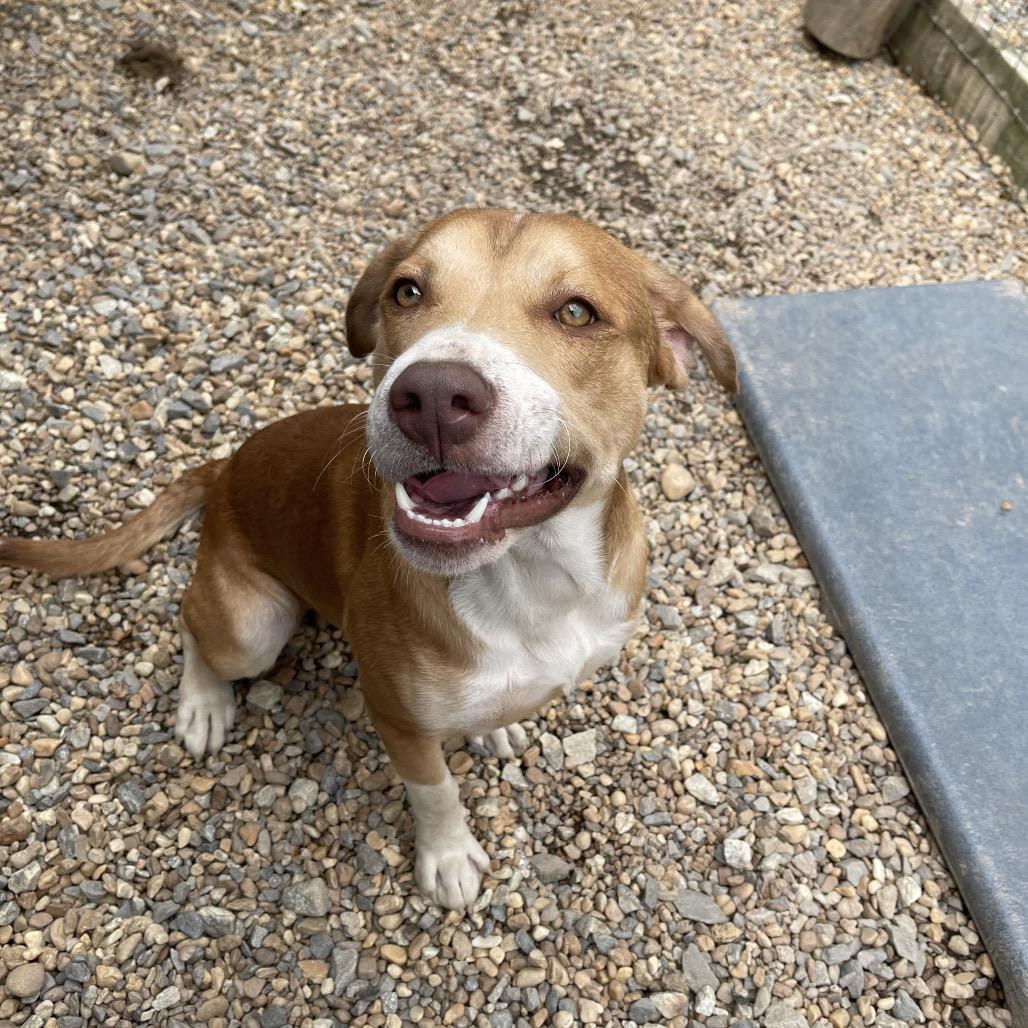 Farquad, a Adoptable American Staffordshire Terrier in Blairsville, GA image 6/6