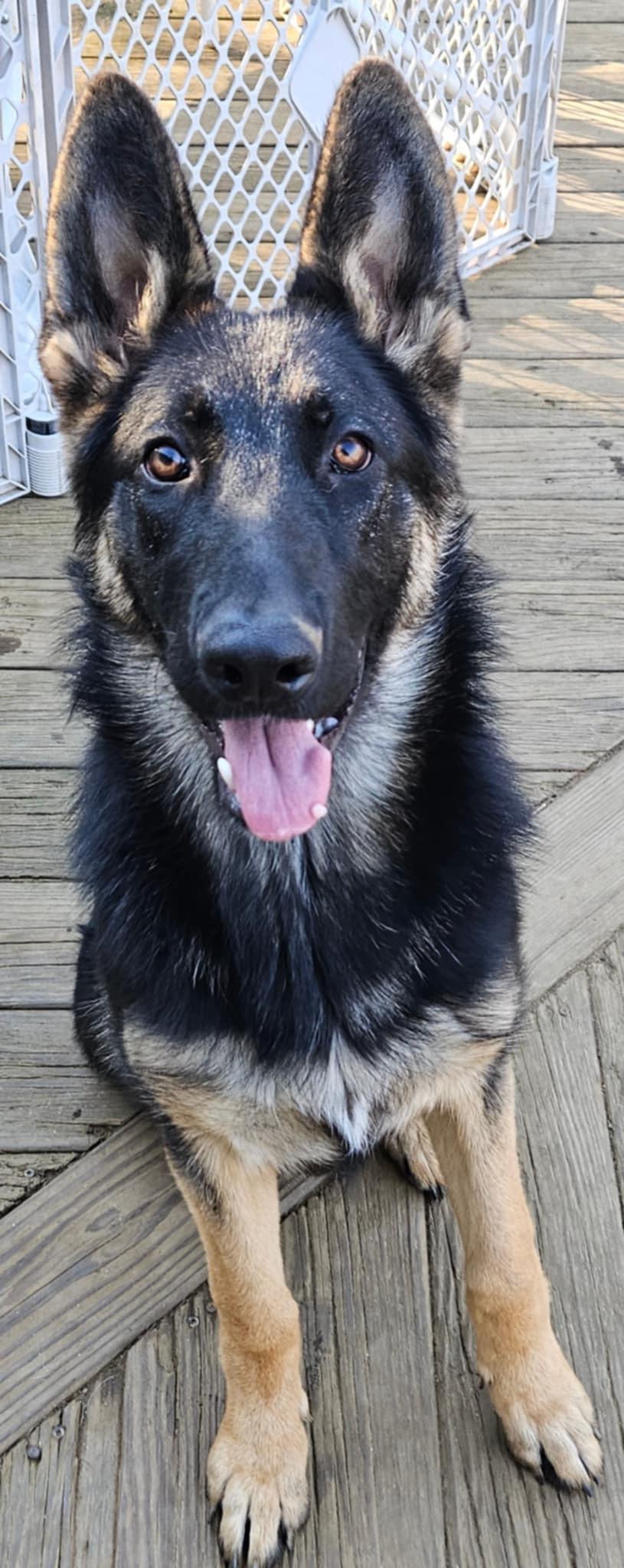 Enlarge Lily-Ana, a Adoptable German Shepherd Dog in Watertown, CT image 1/1