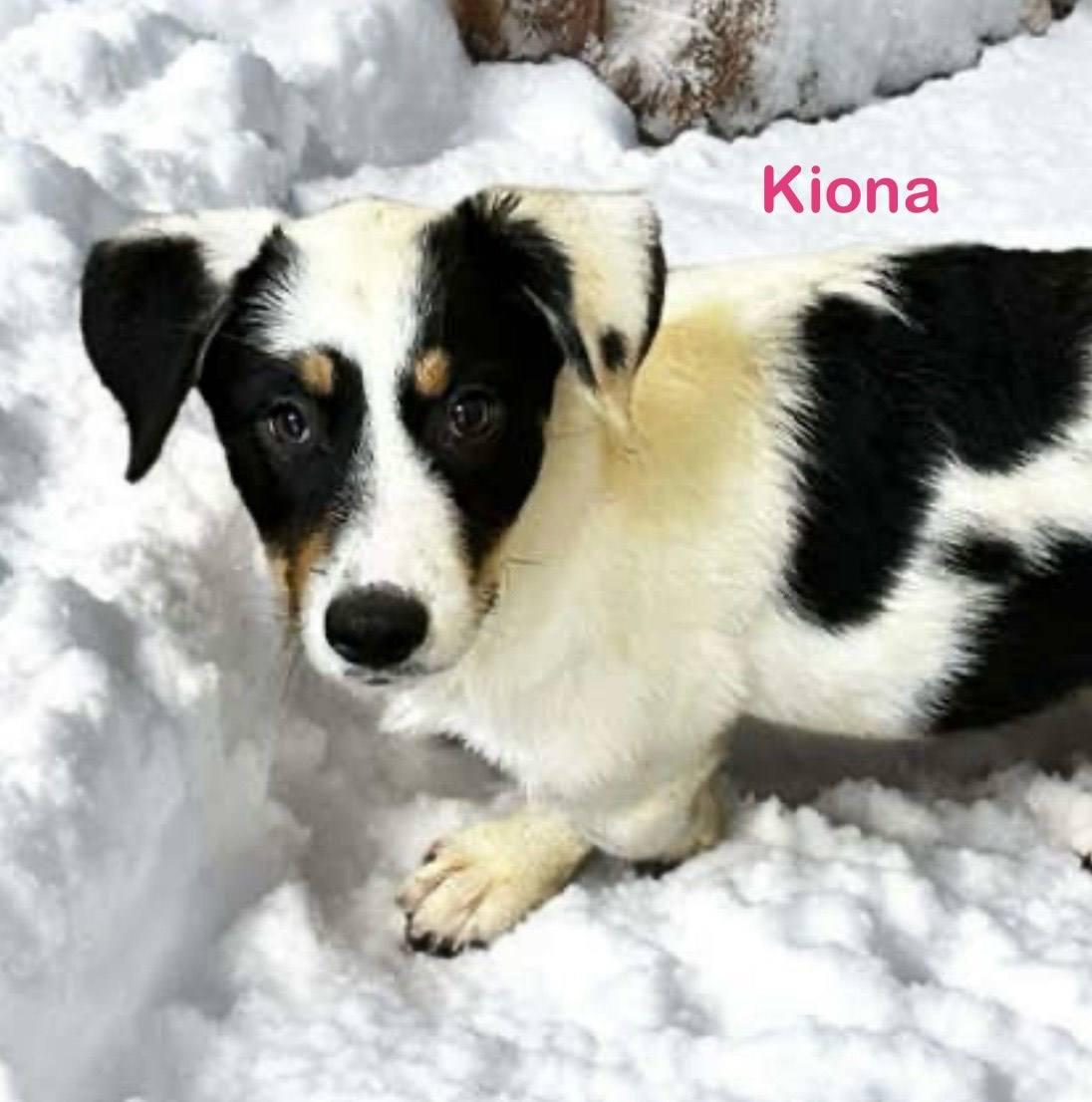 Kiona, Adoptable, Puppy Female Great Pyrenees & Australian Cattle Dog / Blue Heeler.
