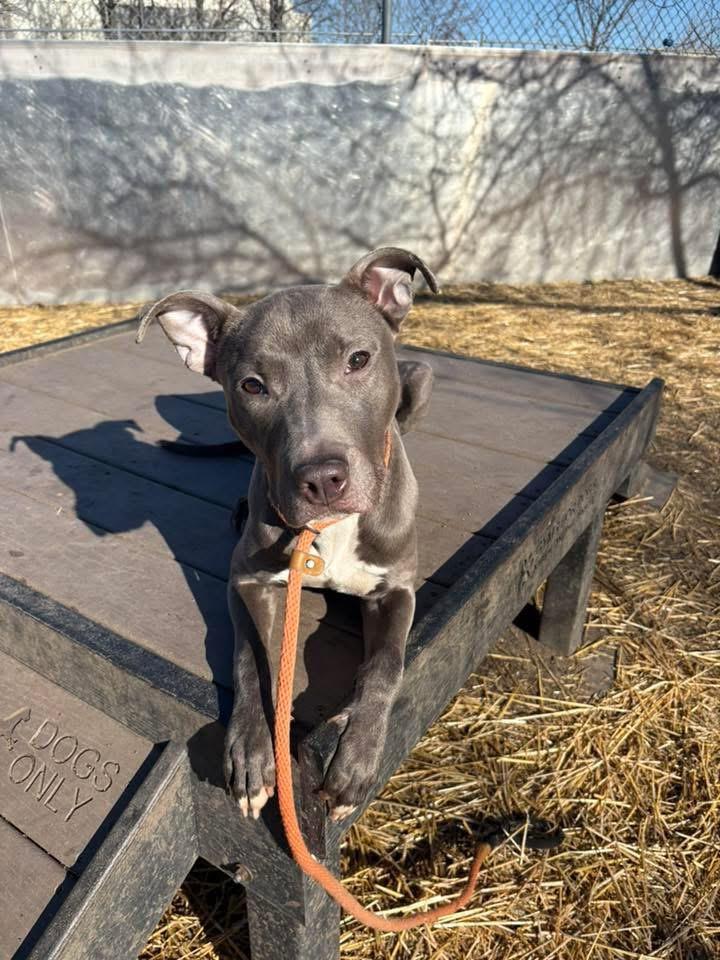 Enlarge Vidal, a ADOPTABLE Pit Bull Terrier in Chicago, IL image 1/5