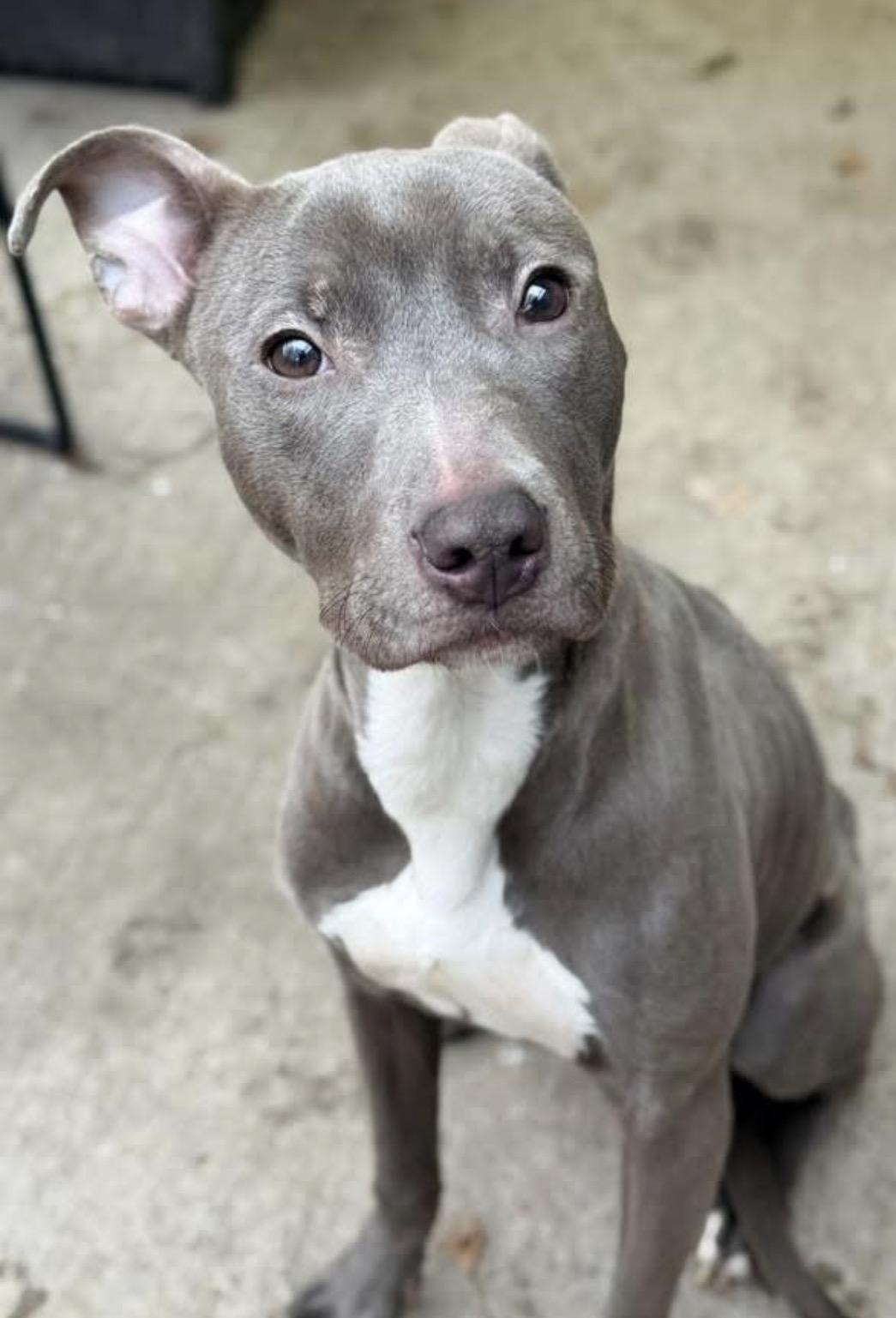 Enlarge Vidal, a ADOPTABLE Pit Bull Terrier in Chicago, IL image 2/5