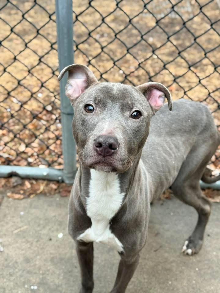 Enlarge Vidal, a ADOPTABLE Pit Bull Terrier in Chicago, IL image 3/5