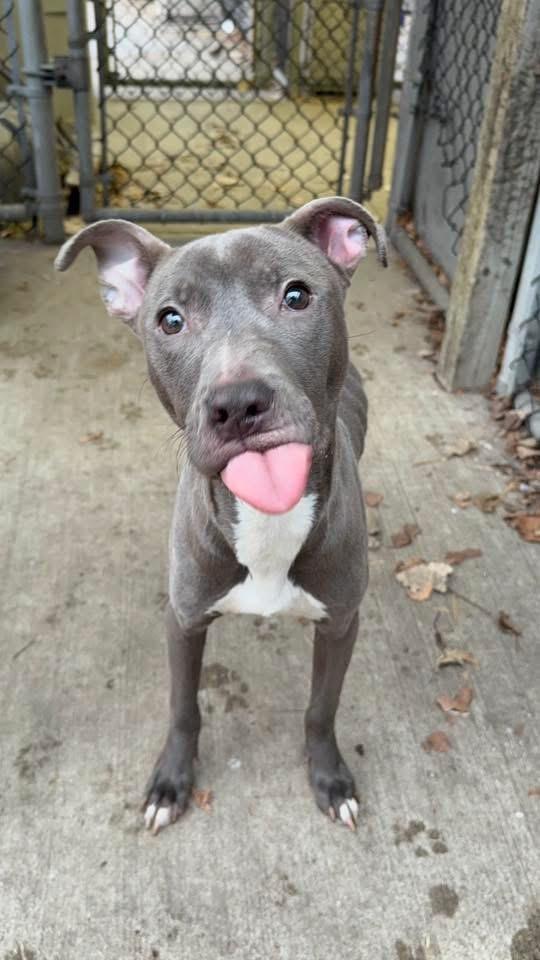 Enlarge Vidal, a ADOPTABLE Pit Bull Terrier in Chicago, IL image 4/5