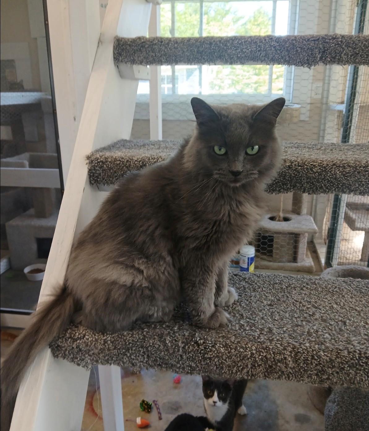 Enlarge Josephine, a Adoptable Domestic Long Hair in Walworth, WI image 2/3