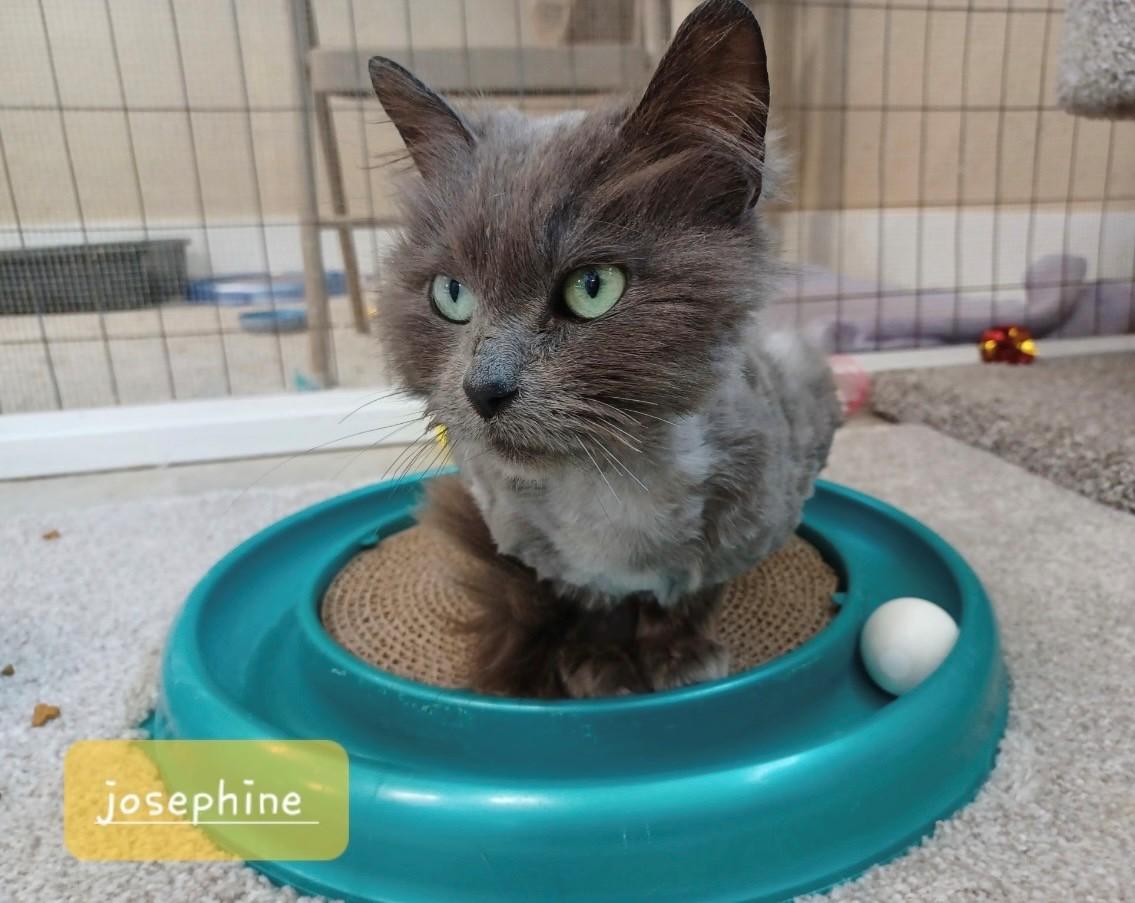 Enlarge Josephine, a Adoptable Domestic Long Hair in Walworth, WI image 3/3