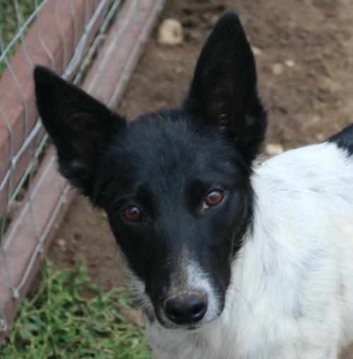 Josie the puppy 1