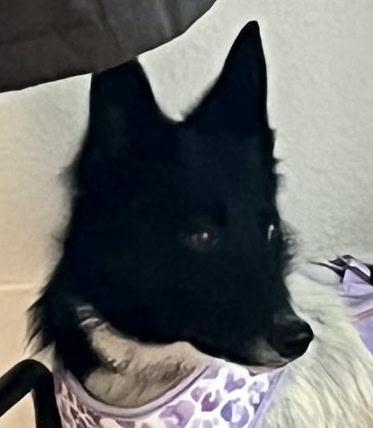 Josie the puppy 6