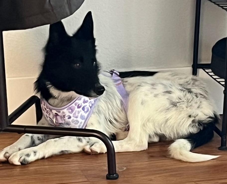 Josie the puppy 3