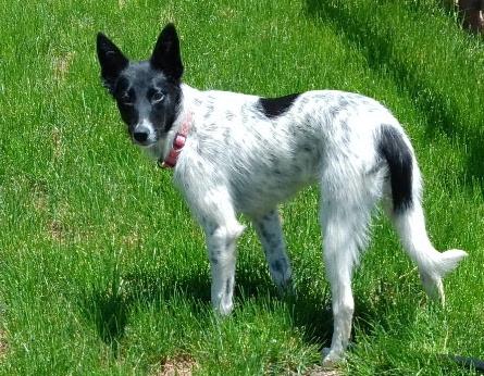Josie the puppy 2