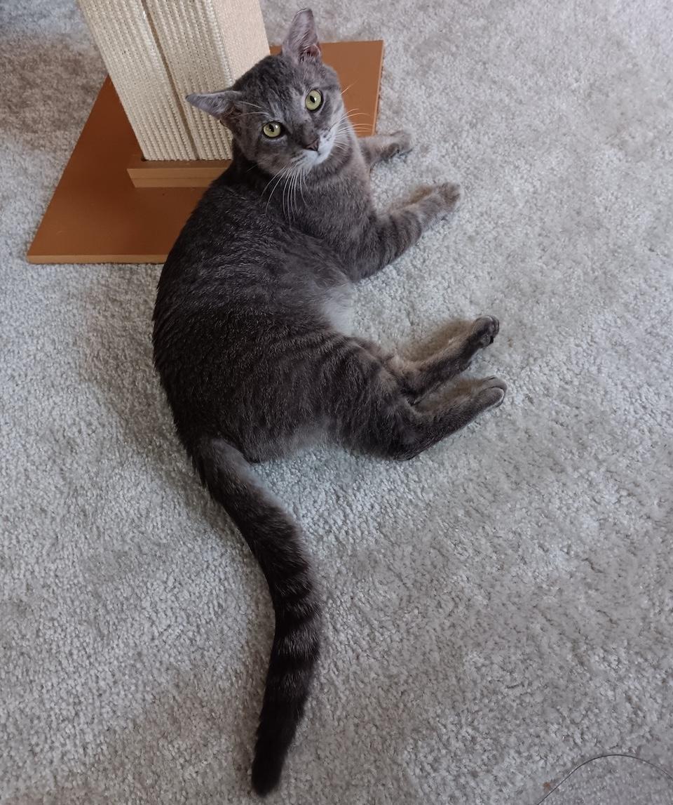 Elvis, a Adoptable Domestic Short Hair in Bowie, MD image 2/6