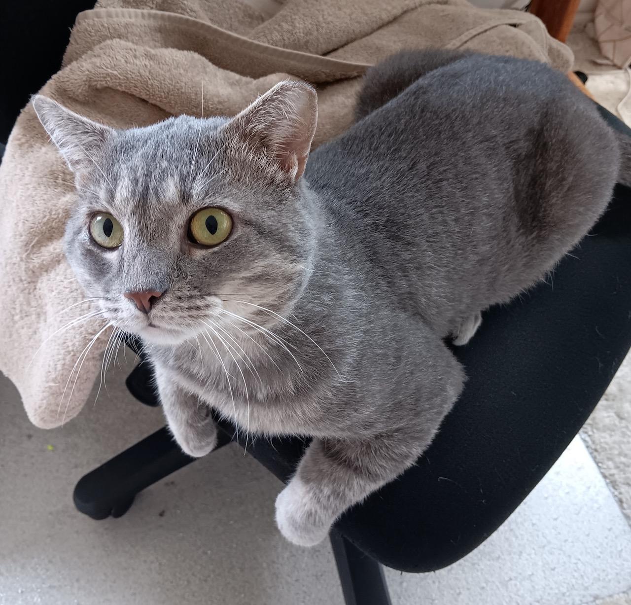 Elvis, a Adoptable Domestic Short Hair in Bowie, MD image 3/6