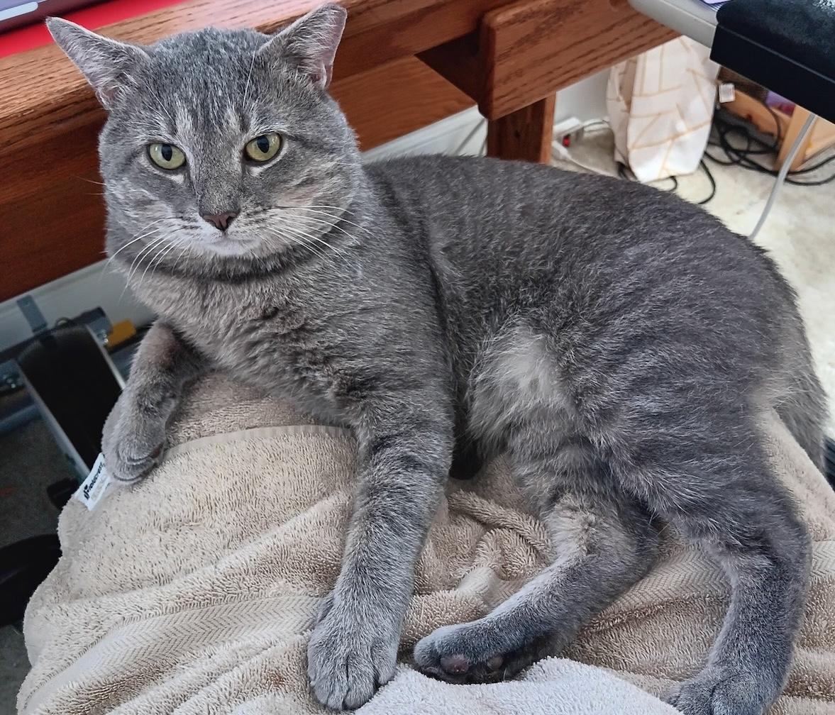 Elvis, a Adoptable Domestic Short Hair in Bowie, MD image 4/6