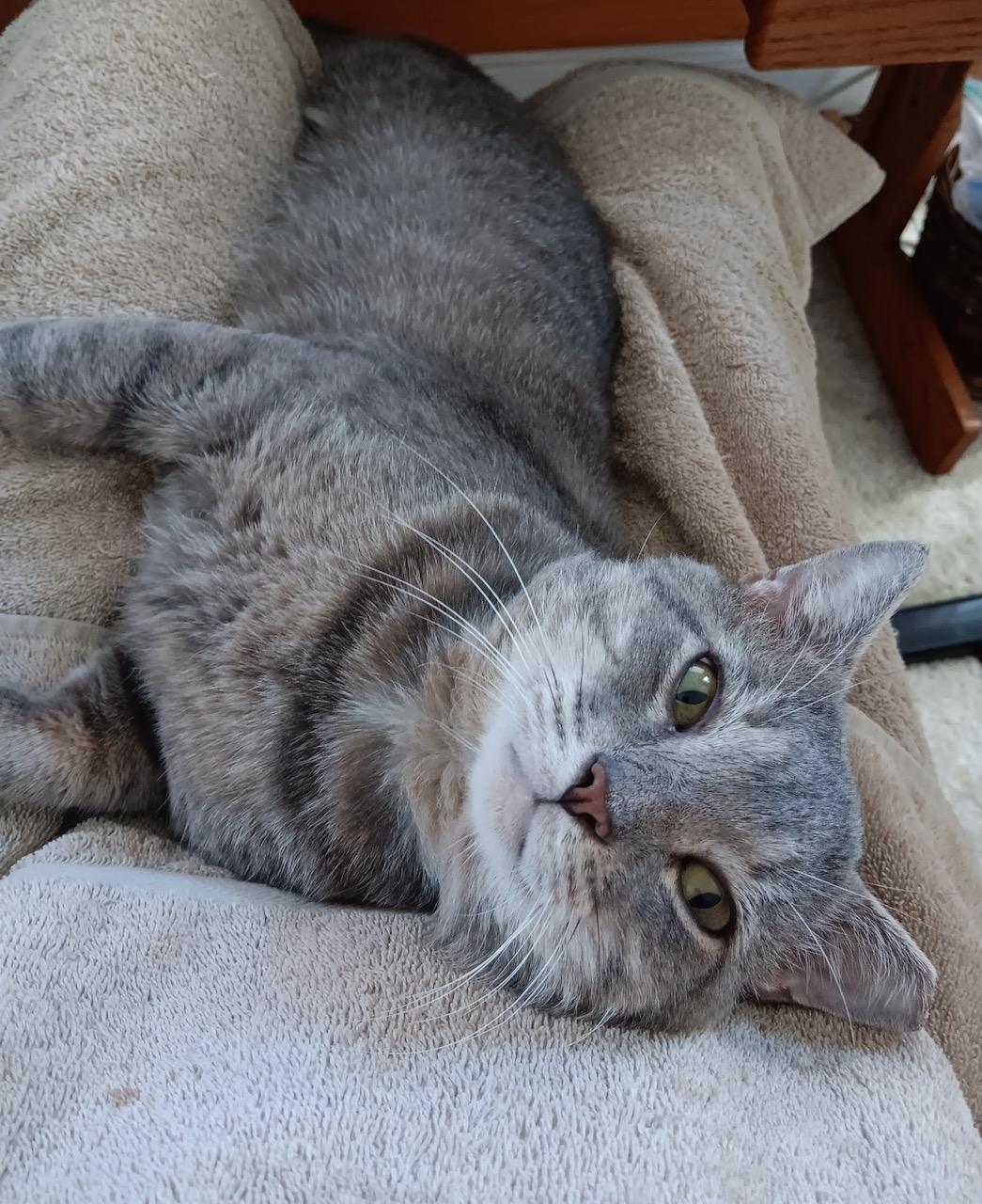 Elvis, a Adoptable Domestic Short Hair in Bowie, MD image 5/6