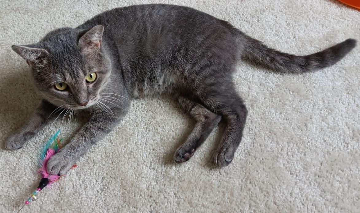 Elvis, a Adoptable Domestic Short Hair in Bowie, MD image 1/6