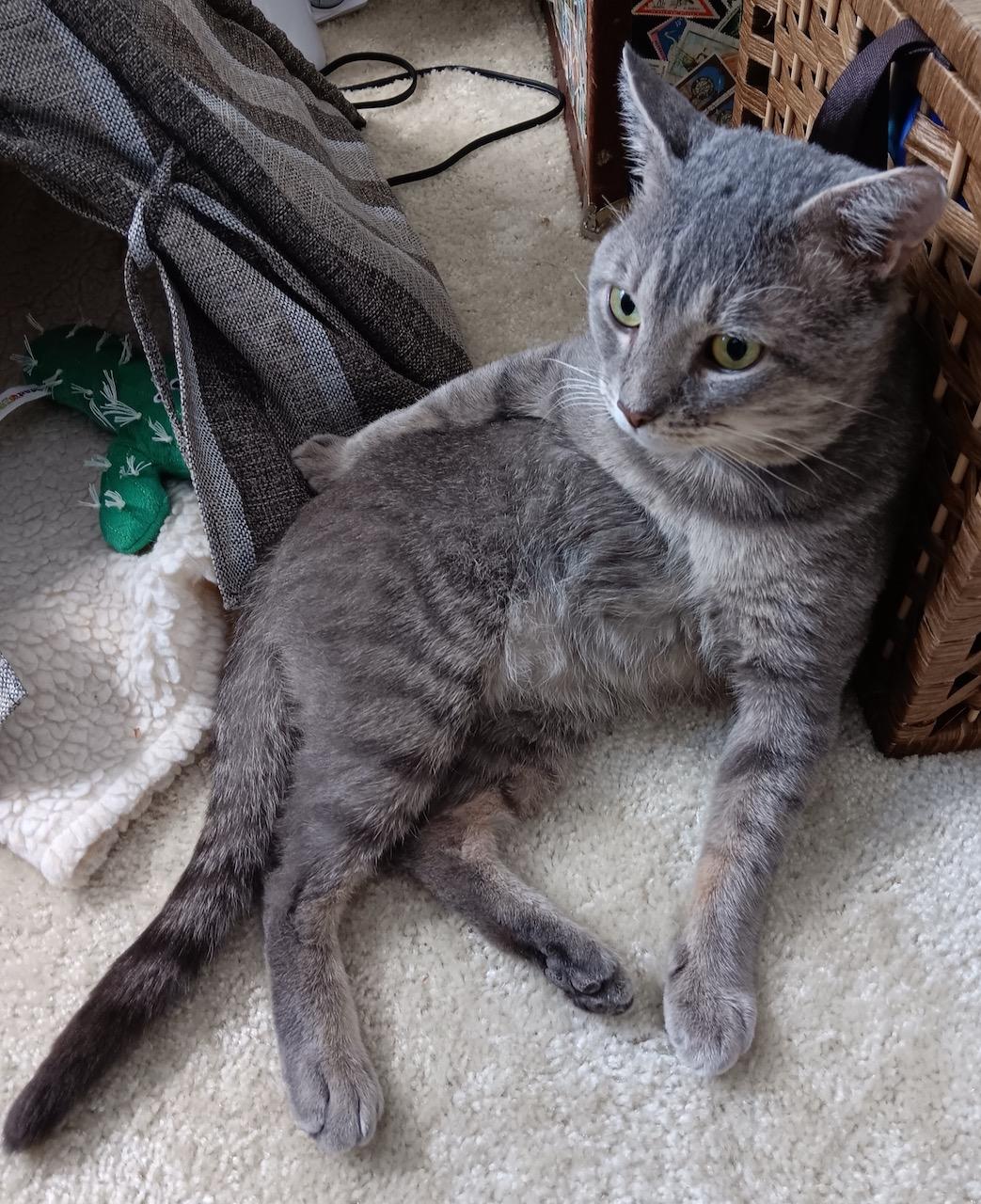 Elvis, a Adoptable Domestic Short Hair in Bowie, MD image 6/6