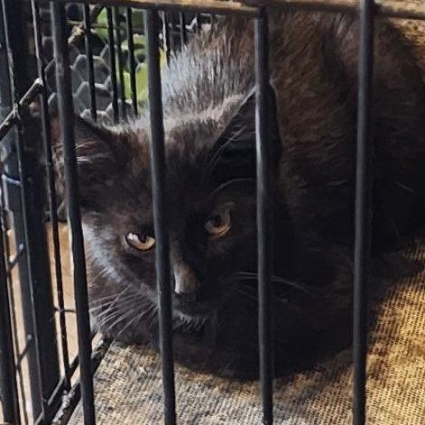 Willie, Adoptable, Kitten Male Domestic Short Hair.