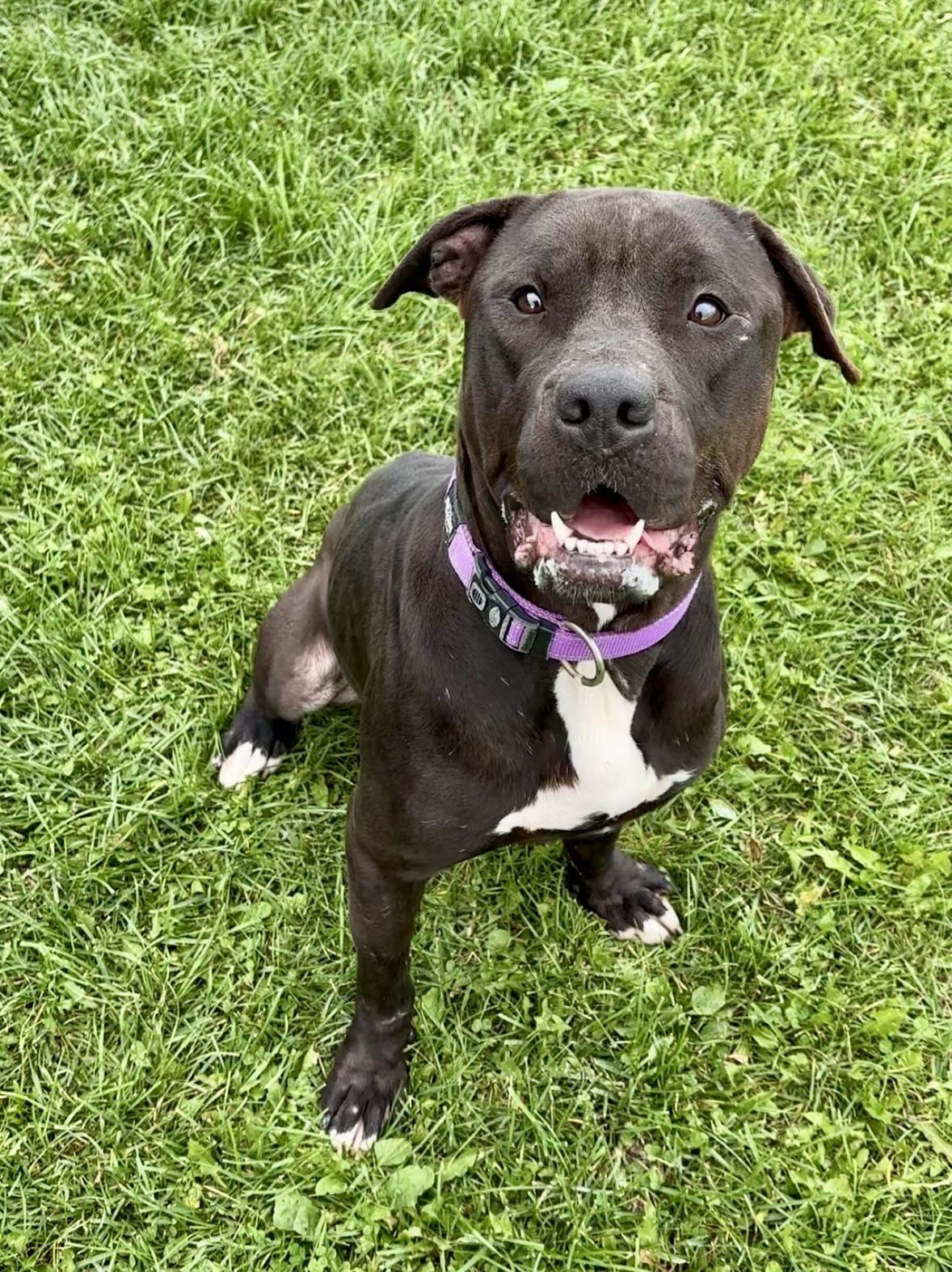 Enlarge Mary Kate, a Adoptable American Bulldog in Cannington, ON image 1/2