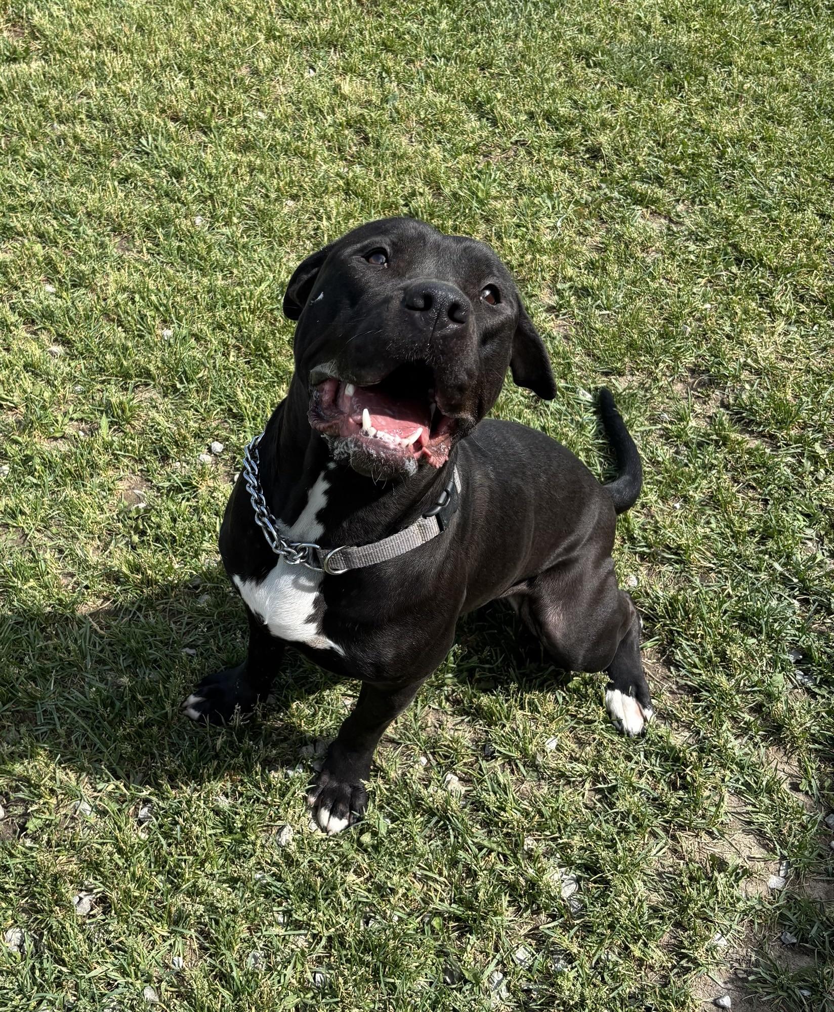Mary Kate, ADOPTABLE, Adult Female American Bulldog.