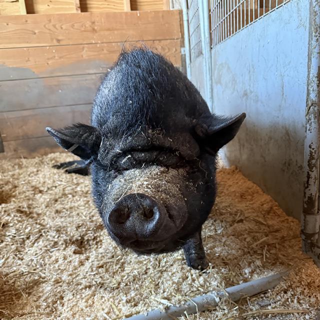 LILLY, Adoptable, Adult Female Pig.