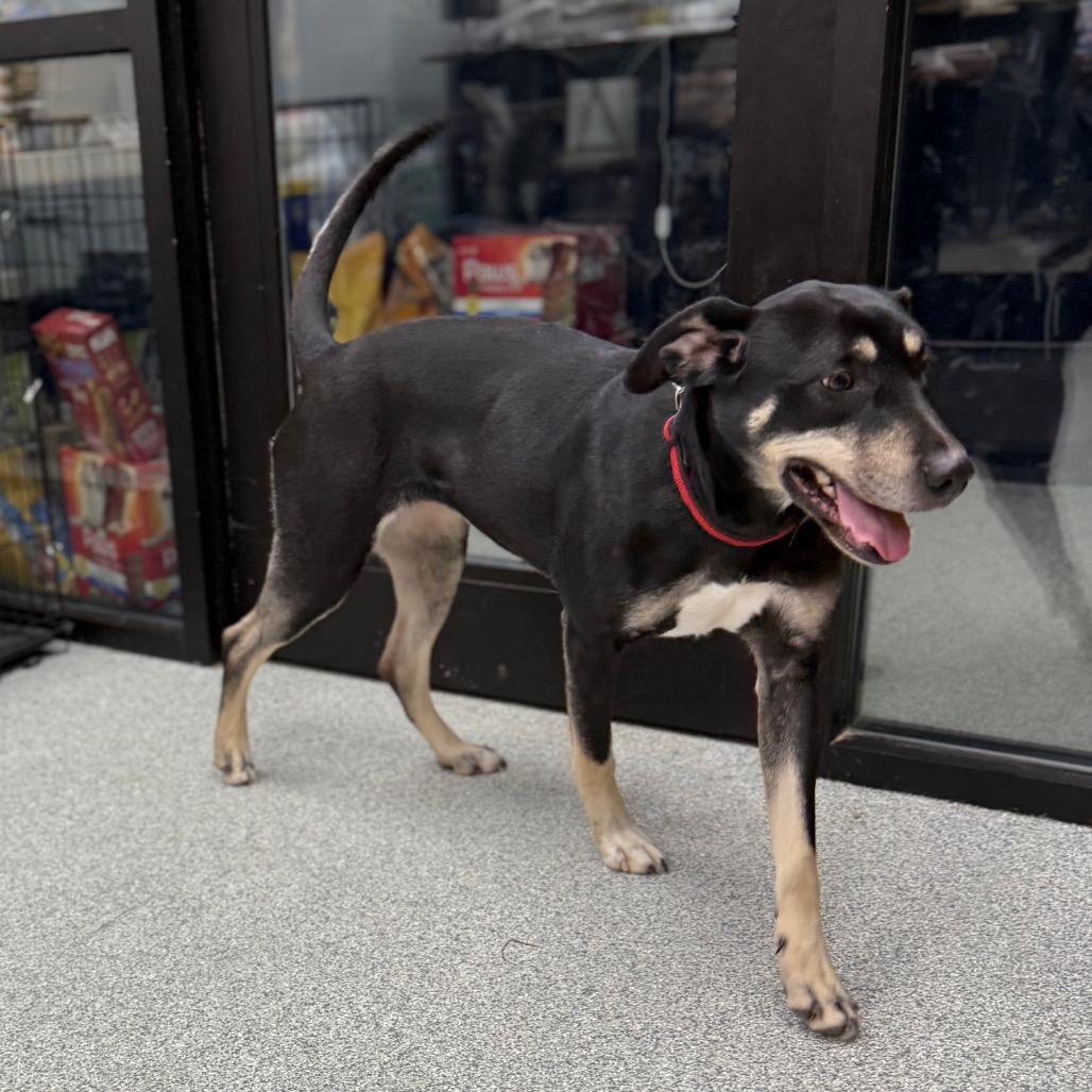 Enlarge Casey, a ADOPTABLE Mixed Breed in Monticello, IA image 4/6