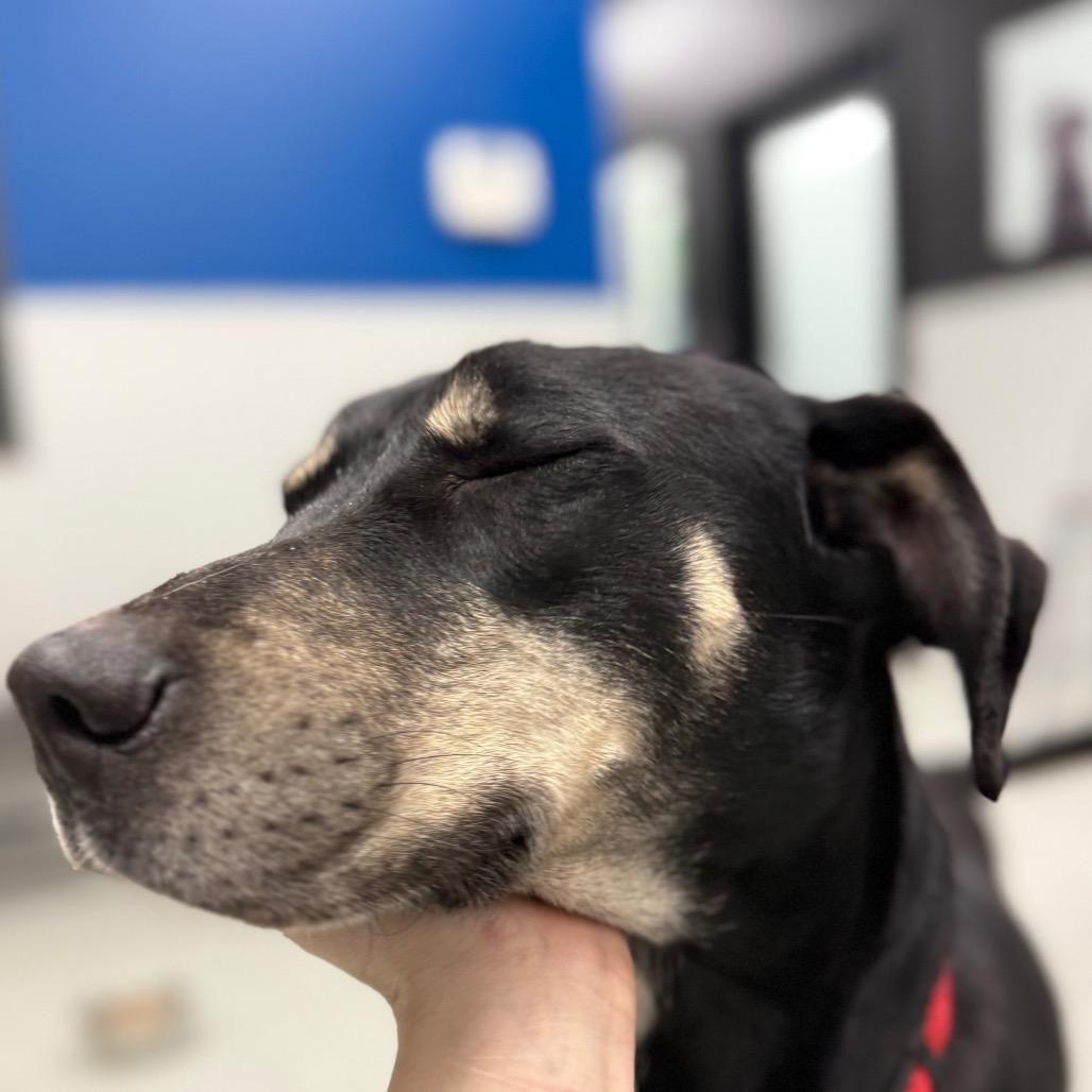 Enlarge Casey, a ADOPTABLE Mixed Breed in Monticello, IA image 5/6