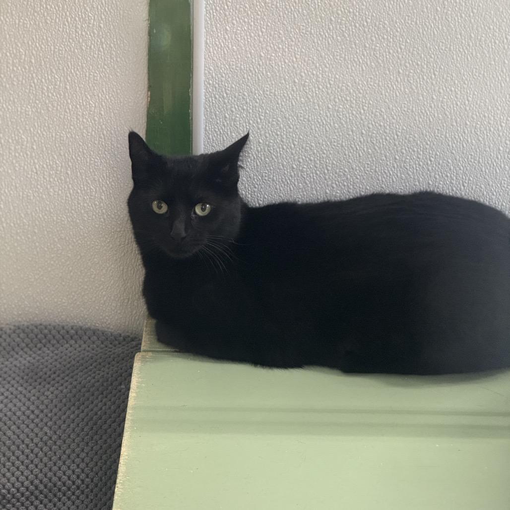 Tiffany Brown/yellow, Adoptable, Adult Female Domestic Short Hair.