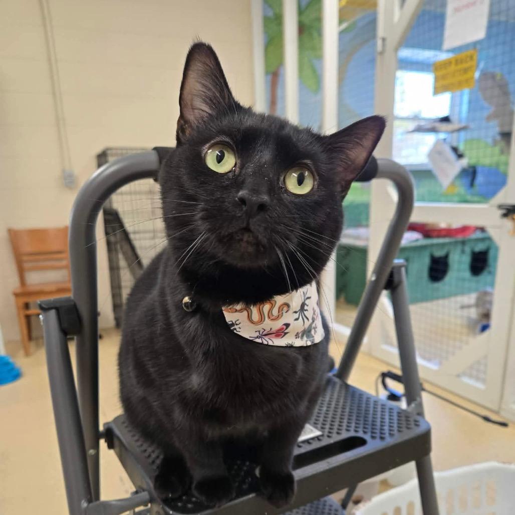 Enlarge Tiffany, a Adoptable Domestic Short Hair in Newport, TN image 2/5