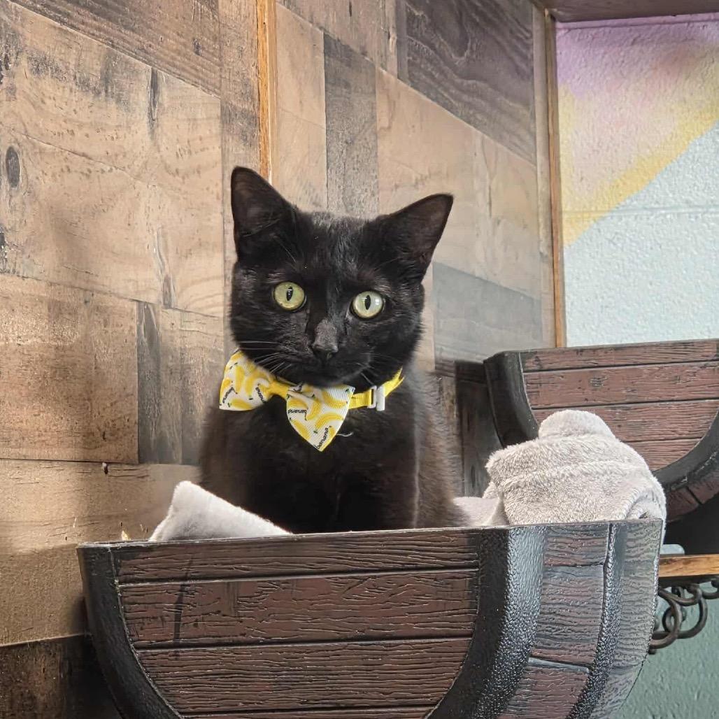 Enlarge Tiffany, a Adoptable Domestic Short Hair in Newport, TN image 3/5