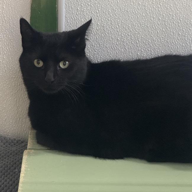 Tiffany Brown/yellow, a Adoptable Domestic Short Hair in Newport, TN image 2/2