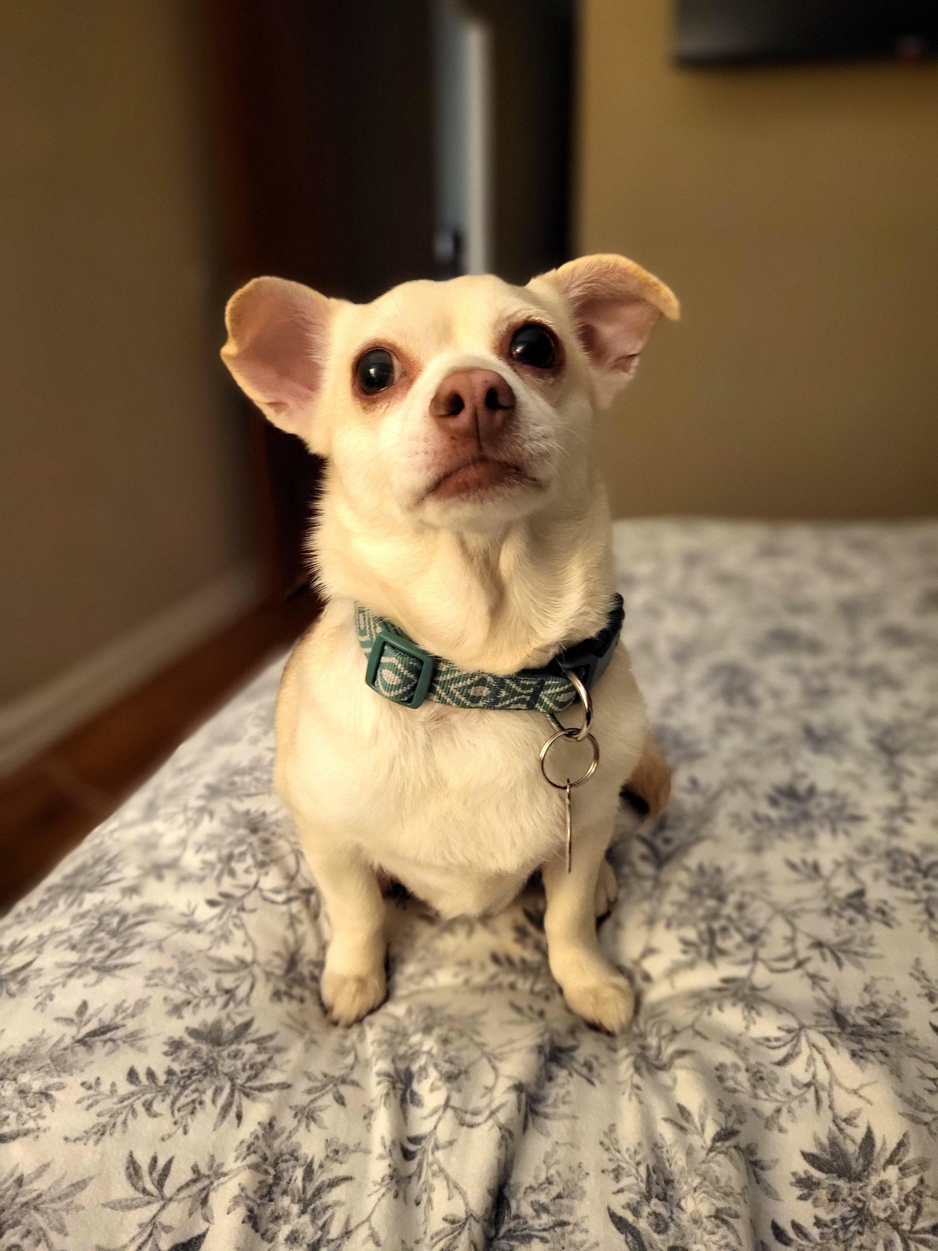Enlarge Booper, a Adoptable mixed breed in Knoxville, TN image 1/6