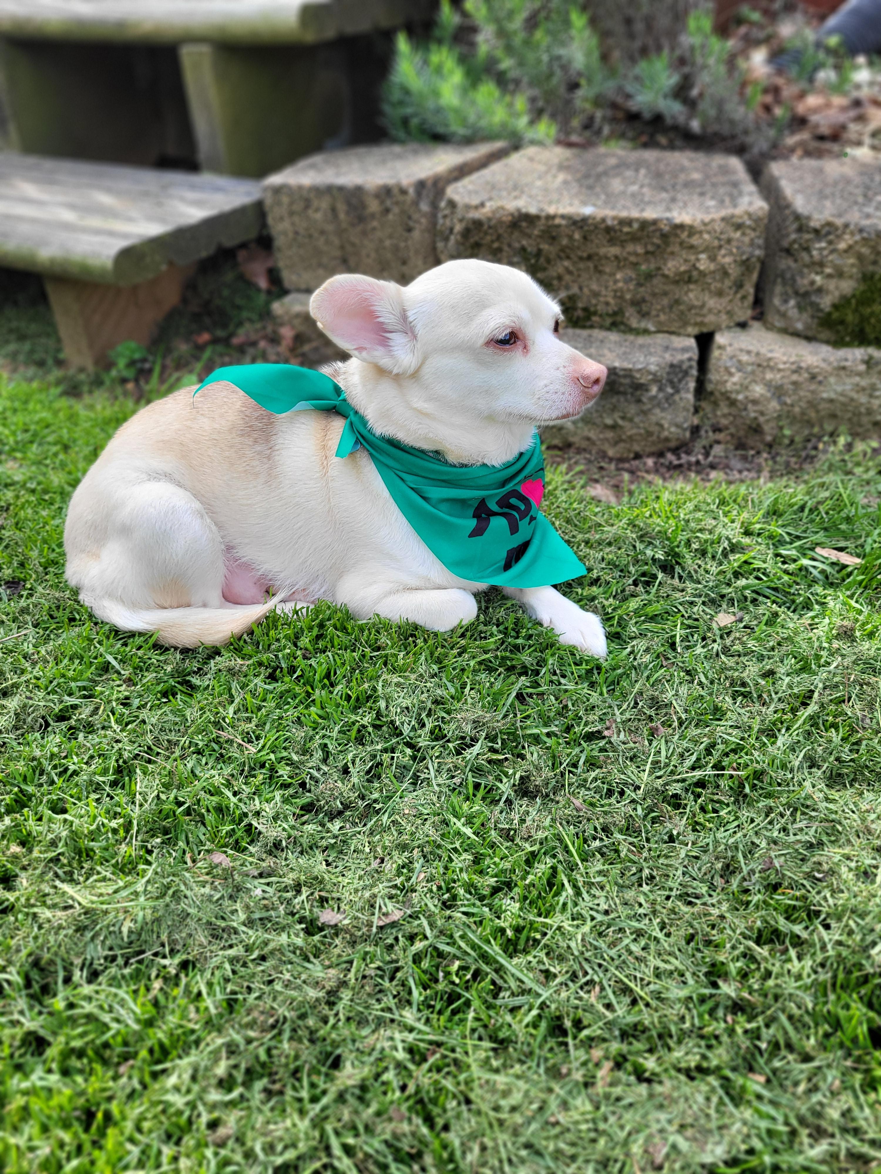 Enlarge Booper, a Adoptable mixed breed in Knoxville, TN image 2/6