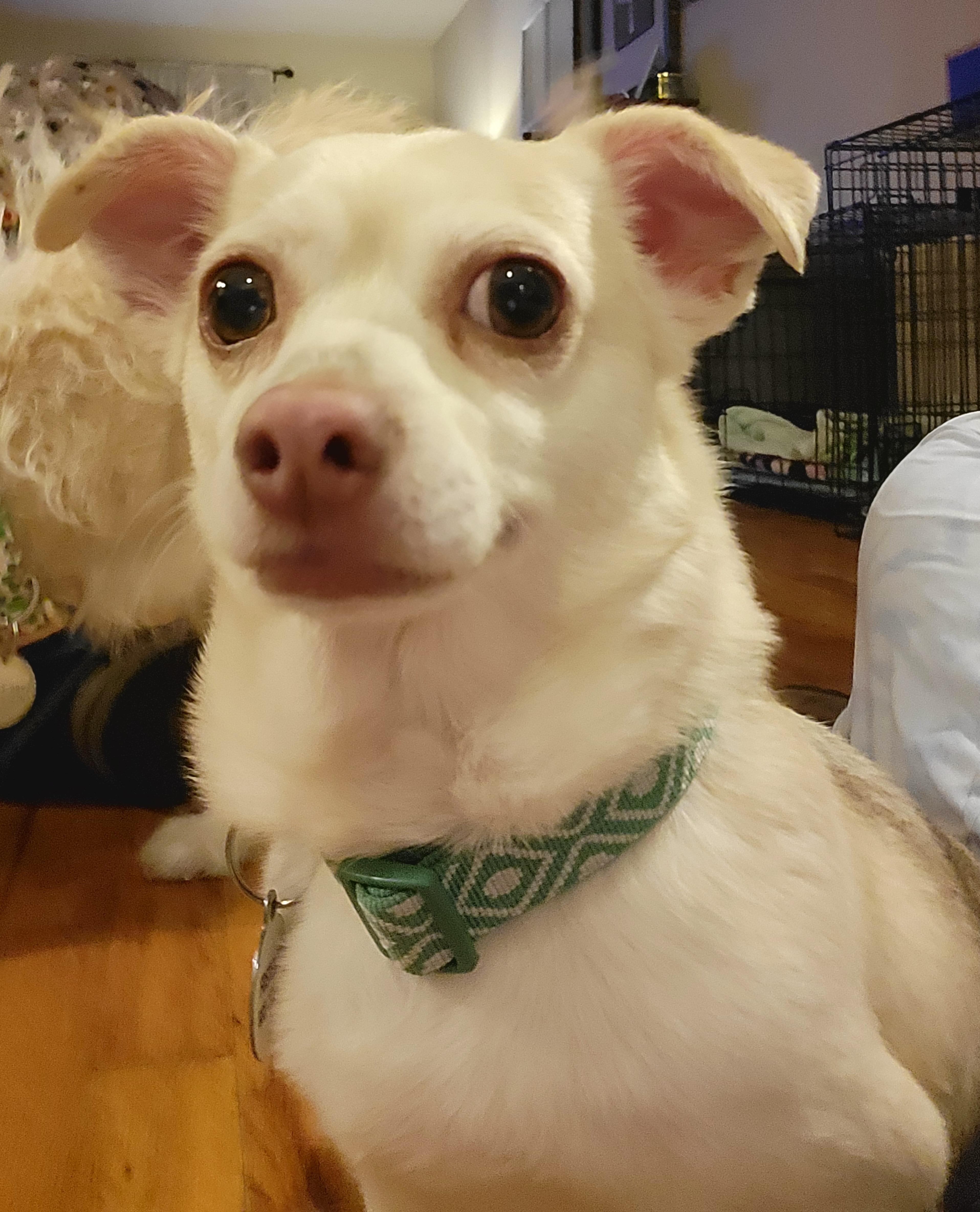 Enlarge Booper, a Adoptable mixed breed in Knoxville, TN image 3/6
