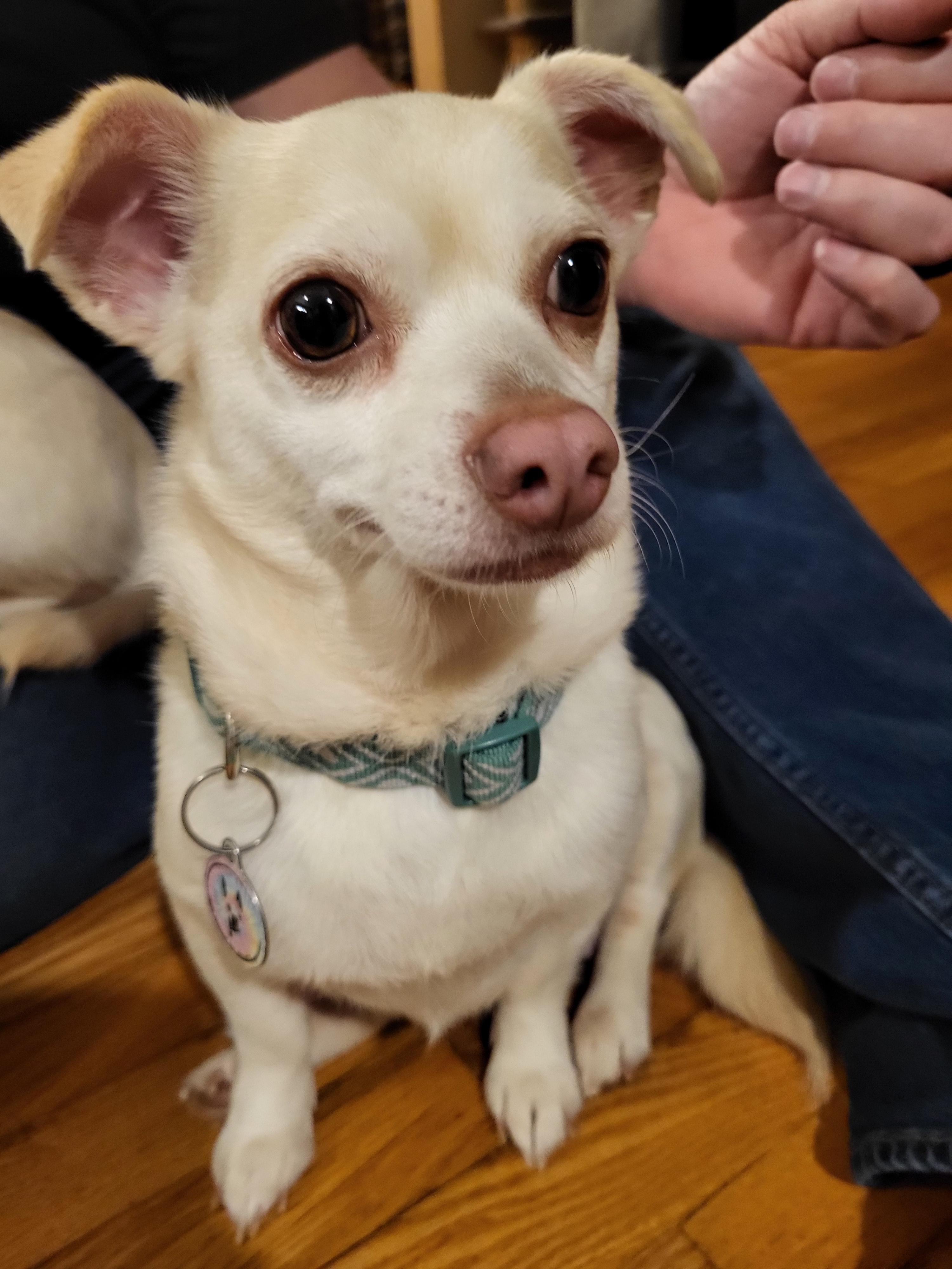 Enlarge Booper, a Adoptable mixed breed in Knoxville, TN image 5/6