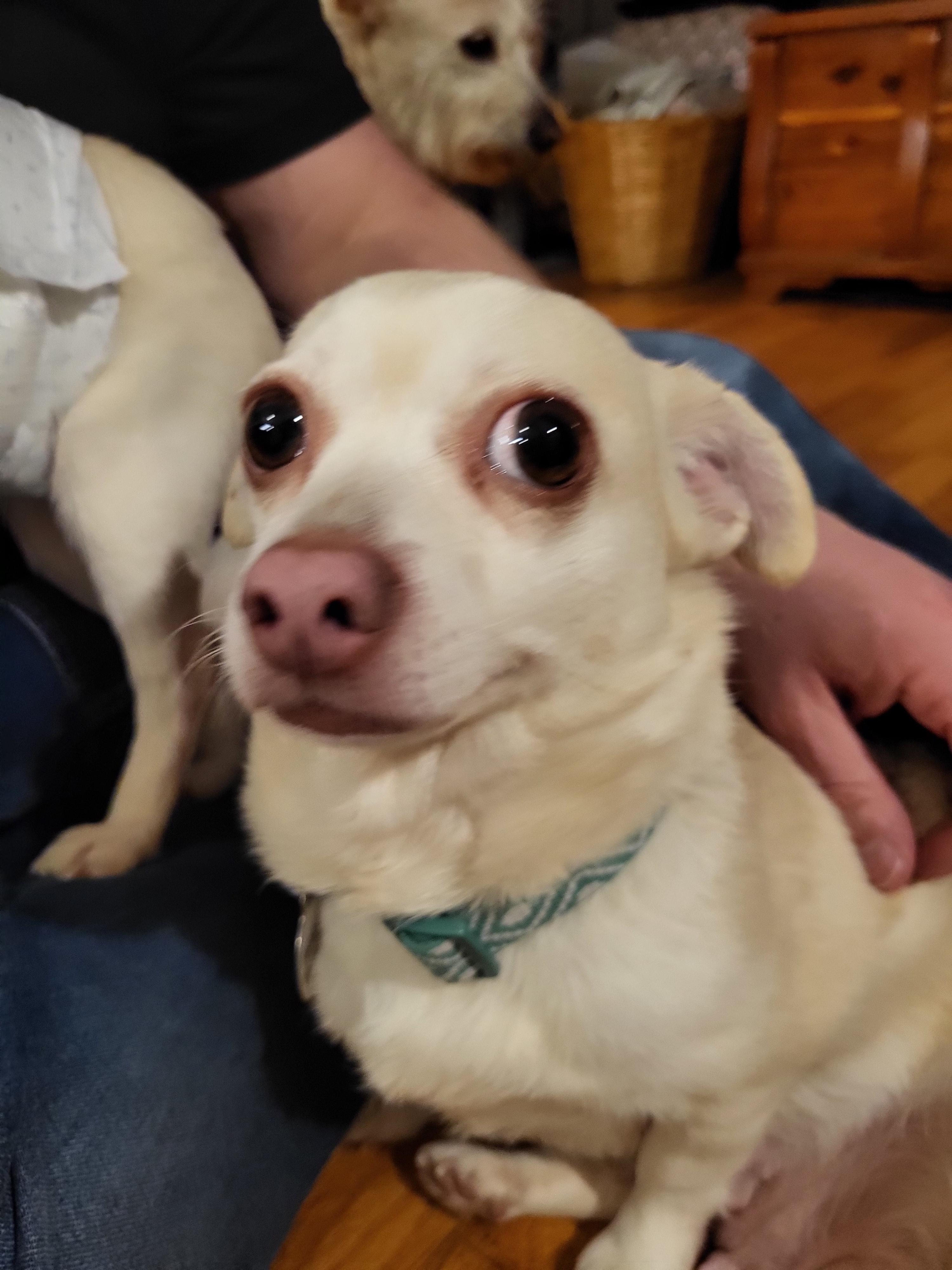 Enlarge Booper, a Adoptable mixed breed in Knoxville, TN image 6/6