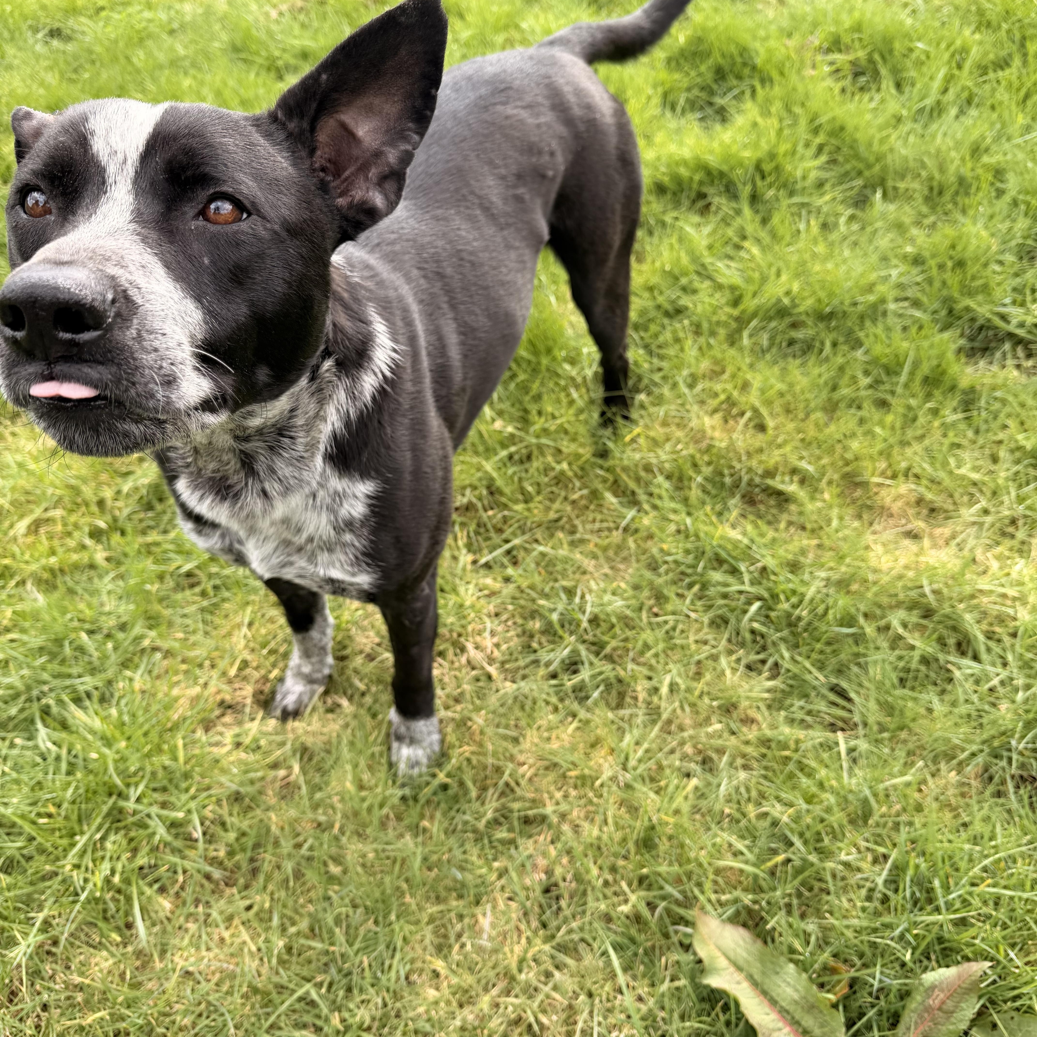 Enlarge Koda, a Adoptable Australian Cattle Dog / Blue Heeler in Denver , CO image 2/5