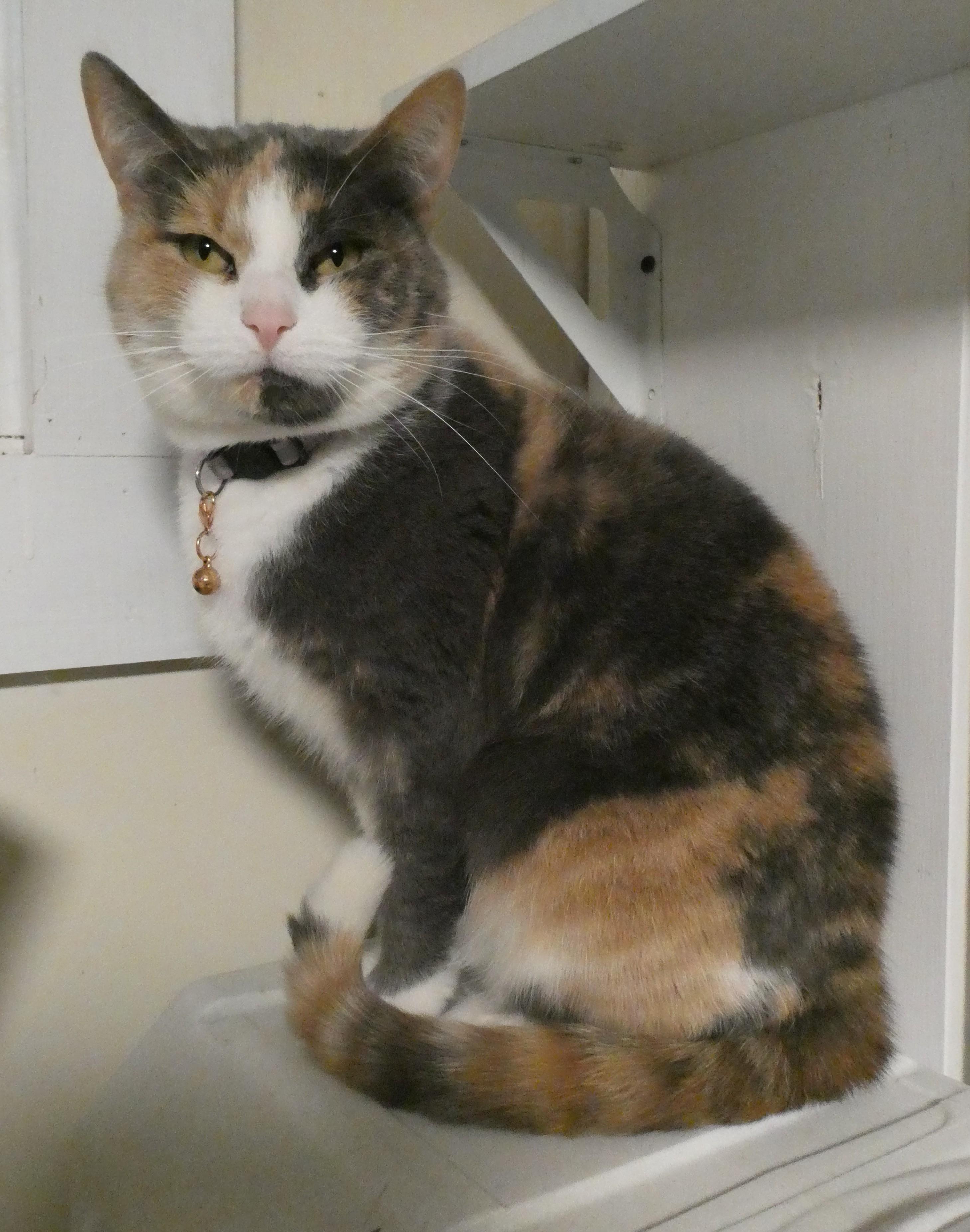 Toots, a ADOPTABLE Domestic Short Hair in Mount Sterling, KY image 1/5