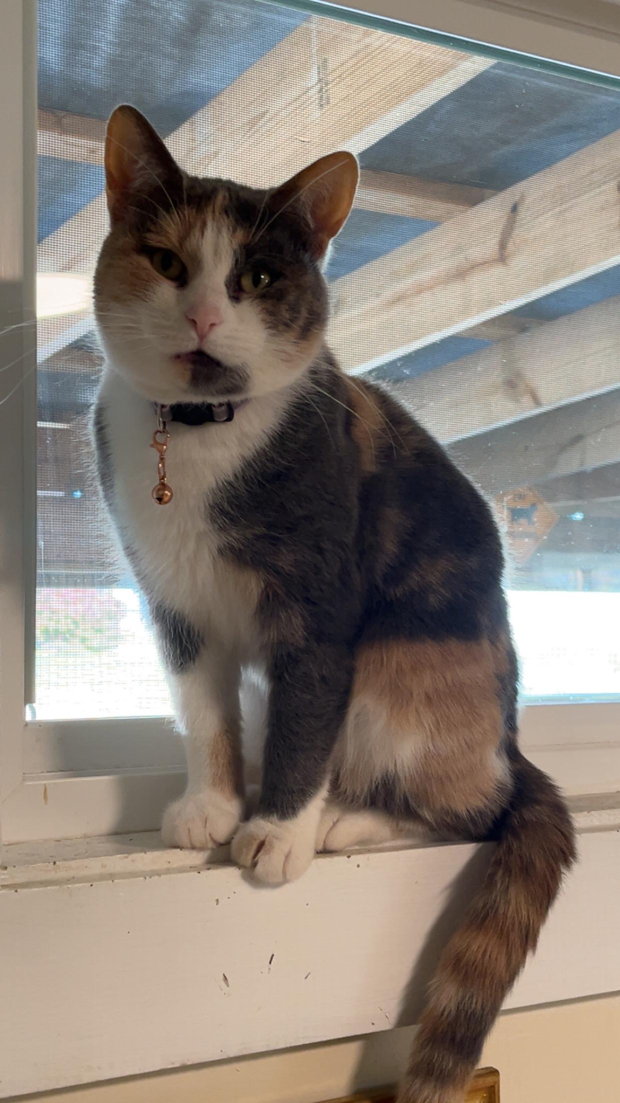 Toots, a ADOPTABLE Domestic Short Hair in Mount Sterling, KY image 2/5